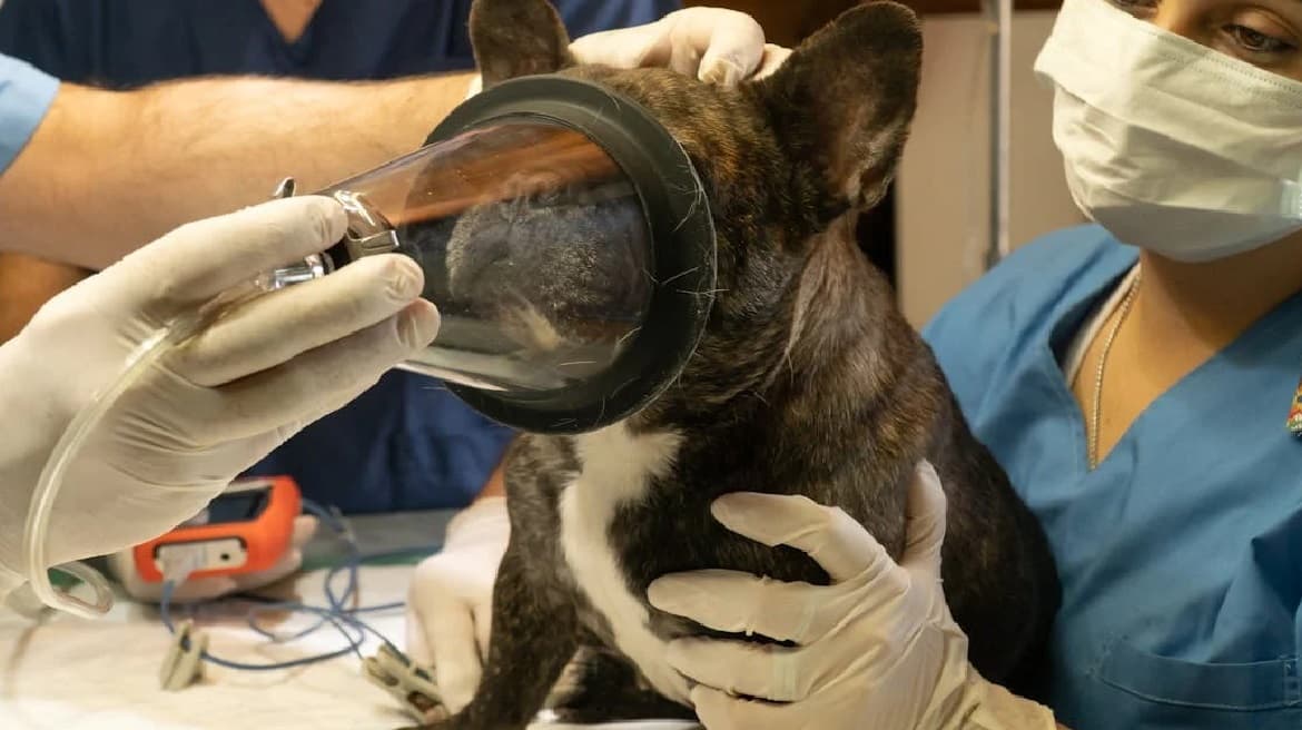 Urgencias Veterinarias