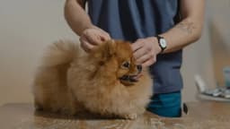 Veterinaria a Domicilio